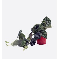 Scindapsus Pictus Pot