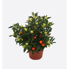 Solanum Mix (40 cm Ht x 12 cm Dia)
