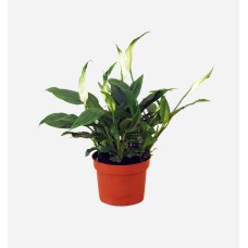 Spathiphyllum Mix (50 cm Ht x 13 cm Dia)