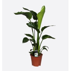 Strelitzia Nicolai (170 cm Ht x 40 cm)