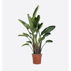 Strelitzia Alba