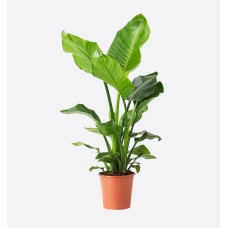 Strelitzia Mix
