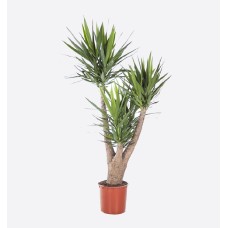 Yucca Branched