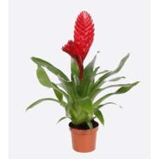 Vriesea Splendens