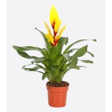 Vriesea Splendens-yellow
