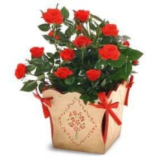 Mini-Rose in a Planter