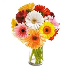 12 Multi Coloured Gerberas (Standard)