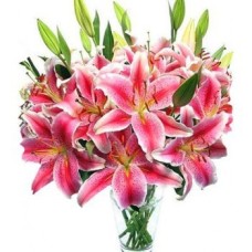10 Pink Oriental Lily Buds (Deluxe)