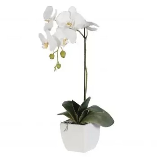 1 White Orchid