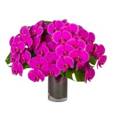 Orchids En Masse
