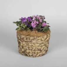 African Violets