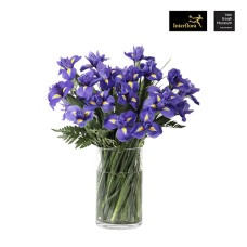 Purple Iris (Premium)