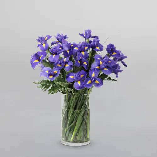 Purple Iris