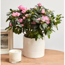 Pink Azalea in Ceramic