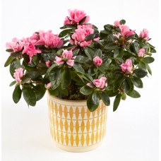Azalea in Ceramic