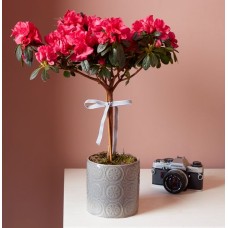 Azalea Tree
