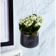 Kalanchoe Plant with Hanging Black Cat Pot