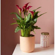 Calla Lily With Pot