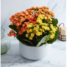 Autumn Kalanchoe Bowl