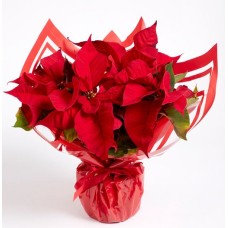 Gift Wrapped Poinsettia