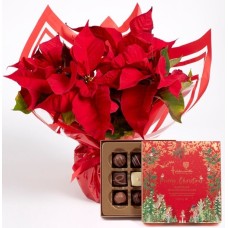 Poinsettia Gift Set with Holdsworth Chocolates
