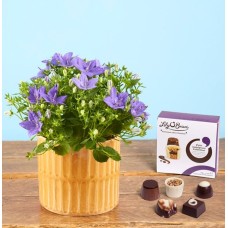 Campanula Gift Set
