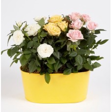 Rose Trio Trough