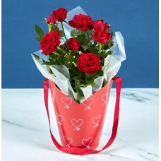 Valentines Wrapped Rose Bush