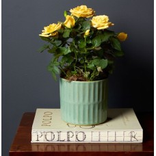 Yellow Rose
