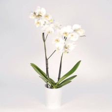 White Orchid