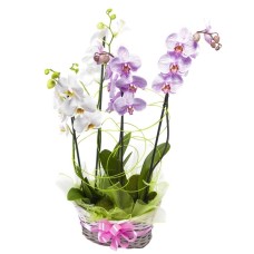 phalaenopsis basket (Deluxe) phalaenopsis basket (Deluxe)