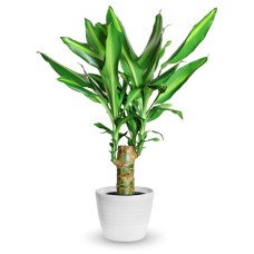 Dracenaplant (Deluxe)