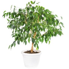 Ficus Benjamin Plant (Deluxe)