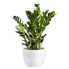 Green Plant Zamioculcas (Deluxe)