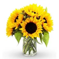 12 Sun Flowers (Standard)