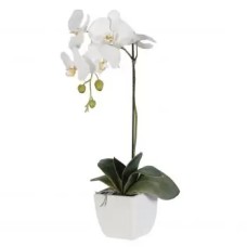 White Orchid plant with 1 Stem (Deluxe)