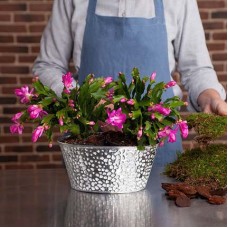Vintage Orchid Cacti