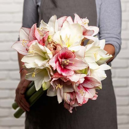Spectacular Amaryllis