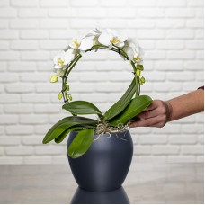 White Orchid Cascade