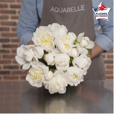 Exceptional White Peonies (15 stems)