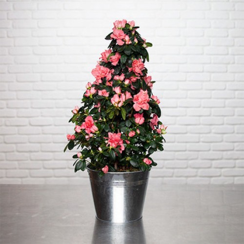 Pink Pyramid Azalea