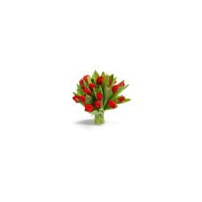 Tulipa furiosa (Small)