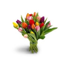 Tulipa (Small)