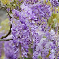 Wisteria Sinensis Chinese Kidney Bean Deciduous Shrub Hardy