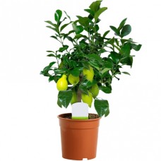Citrus Lemon In 12Cm Pot