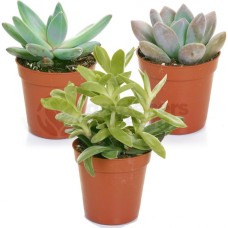 Succulent Mixed House Plants X 3