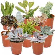 Succulent Mixed House Plants X 10