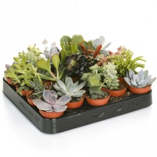 Succulent Mixed House Plants X 20