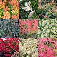 Pieris Mix (5 Plants)