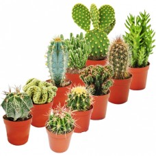 Cactus Mixed House Plants X 10